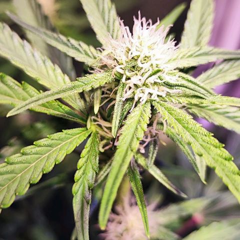 Blueberry Automatic (3plants)  growlog timeline photo