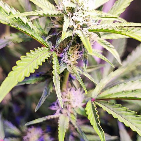 Blueberry Automatic (3plants)  growlog timeline photo