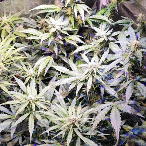 Blueberry Automatic (3plants)  growlog timeline photo
