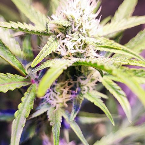 Blueberry Automatic (3plants)  growlog timeline photo