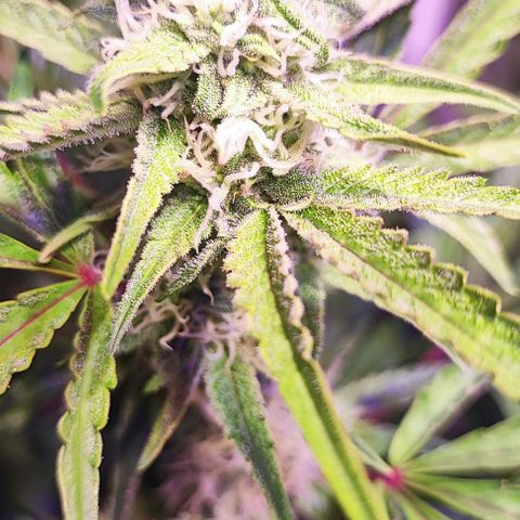 Blueberry Automatic (3plants)  growlog timeline photo
