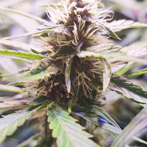 Blueberry Automatic (3plants)  growlog timeline photo