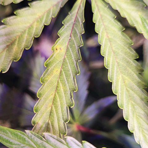 Blueberry Automatic (3plants)  growlog photo: Cal Deficiency 