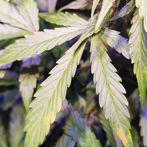 Blueberry Automatic (3plants)  growlog photo: Cal Deficiency 