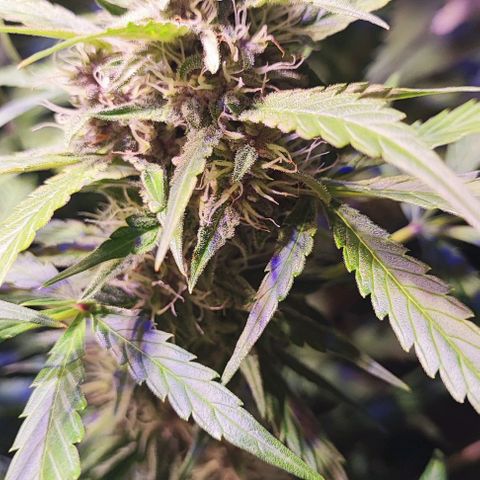 Blueberry Automatic (3plants)  growlog timeline photo