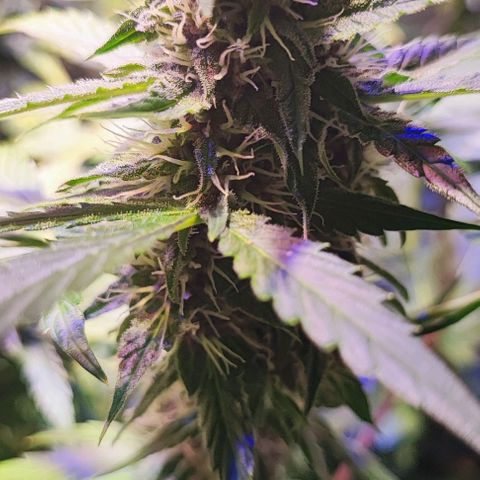 Blueberry Automatic (3plants)  growlog timeline photo