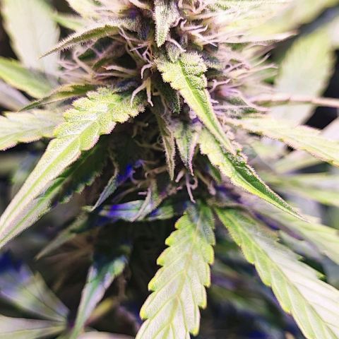 Blueberry Automatic (3plants)  growlog timeline photo