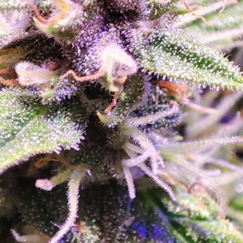 Blueberry Automatic (3plants)  growlog timeline photo