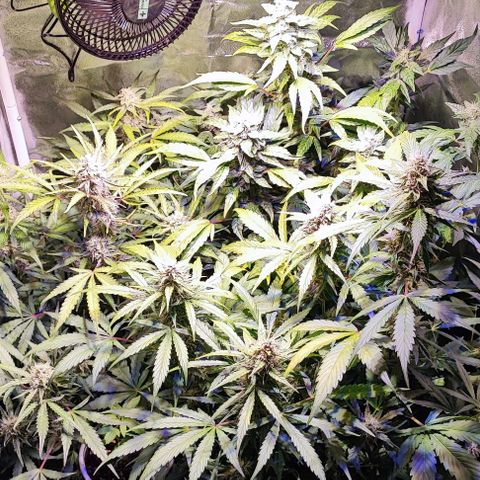Blueberry Automatic (3plants)  growlog timeline photo