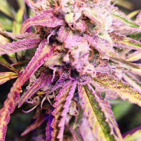 Blueberry Automatic (3plants)  growlog timeline photo