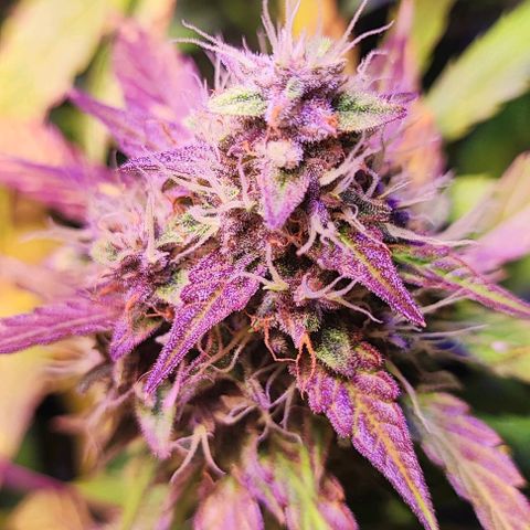 Blueberry Automatic (3plants)  growlog timeline photo