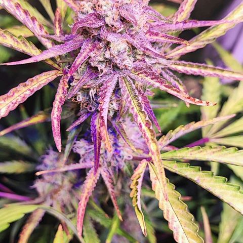 Blueberry Automatic (3plants)  growlog timeline photo