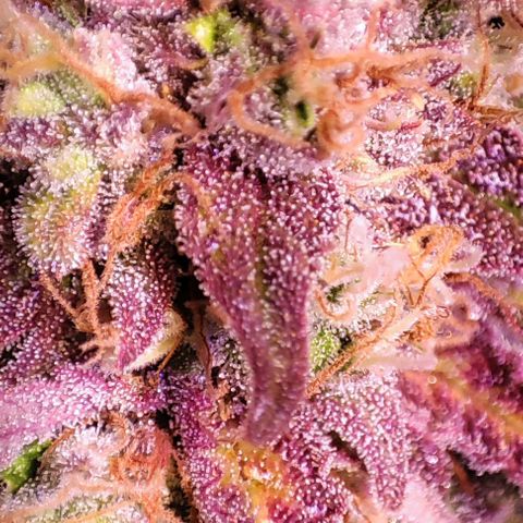 Blueberry Automatic (3plants)  growlog timeline photo