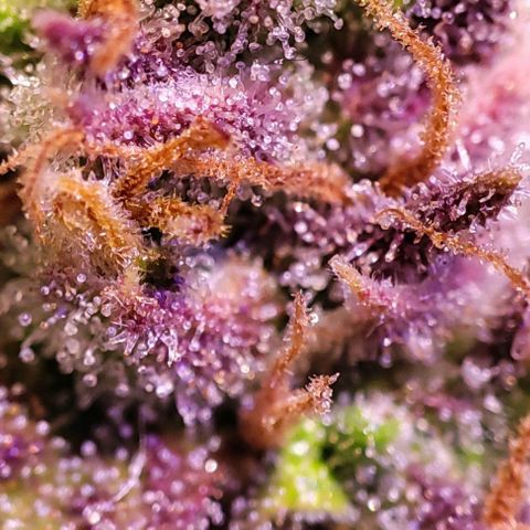 Blueberry Automatic (3plants)  growlog timeline photo