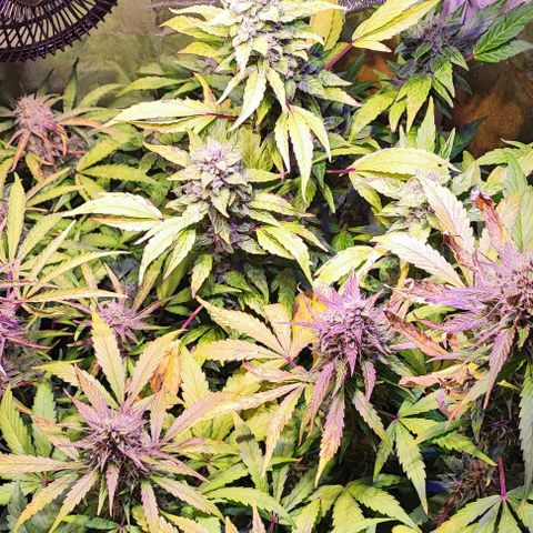 Blueberry Automatic (3plants)  growlog timeline photo