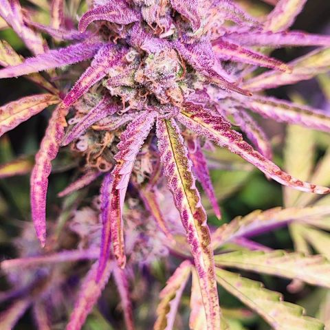 Blueberry Automatic (3plants)  growlog timeline photo