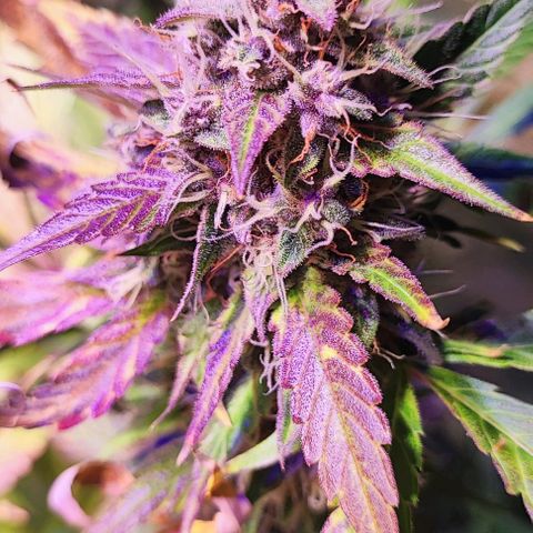 Blueberry Automatic (3plants)  growlog timeline photo
