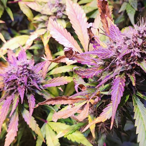 Blueberry Automatic (3plants)  growlog timeline photo