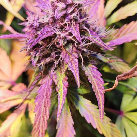 Blueberry Automatic (3plants)  growlog timeline photo