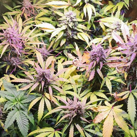 Blueberry Automatic (3plants)  growlog timeline photo
