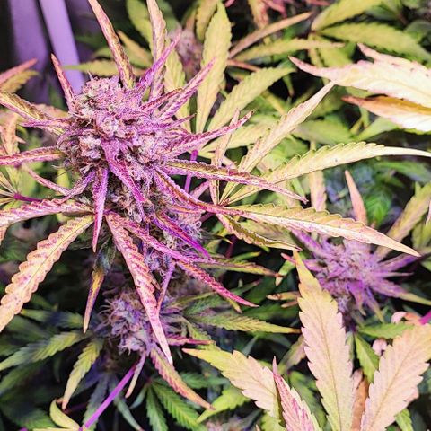 Blueberry Automatic (3plants)  growlog timeline photo