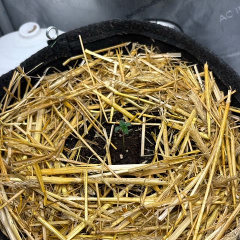 Tropicana Cherry growlog timeline photo