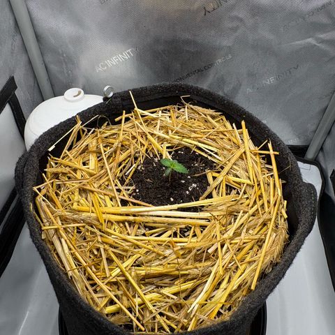 Tropicana Cherry growlog timeline photo