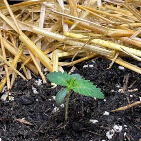 Tropicana Cherry growlog timeline photo