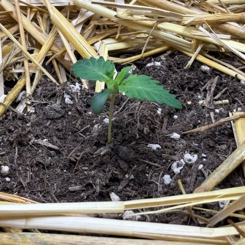 Tropicana Cherry growlog timeline photo