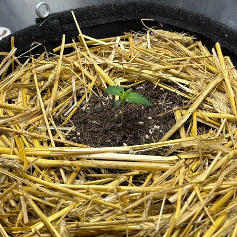 Tropicana Cherry growlog timeline photo