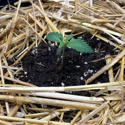 Tropicana Cherry growlog timeline photo