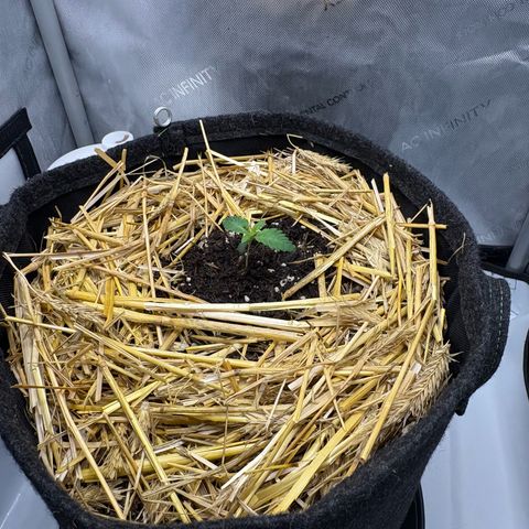 Tropicana Cherry growlog timeline photo