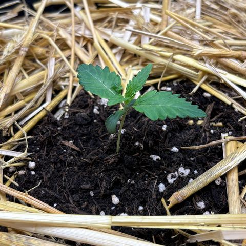 Tropicana Cherry growlog timeline photo