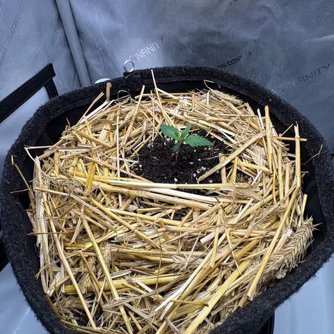 Tropicana Cherry growlog timeline photo