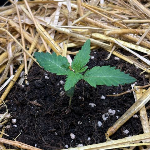 Tropicana Cherry growlog timeline photo