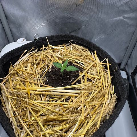 Tropicana Cherry growlog timeline photo