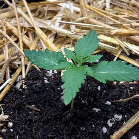 Tropicana Cherry growlog timeline photo
