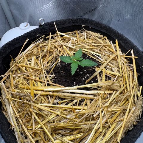 Tropicana Cherry growlog timeline photo