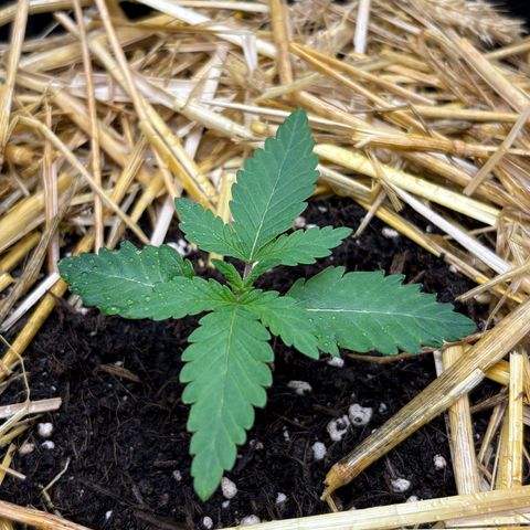 Tropicana Cherry growlog timeline photo