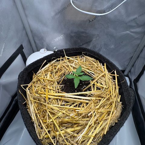 Tropicana Cherry growlog timeline photo
