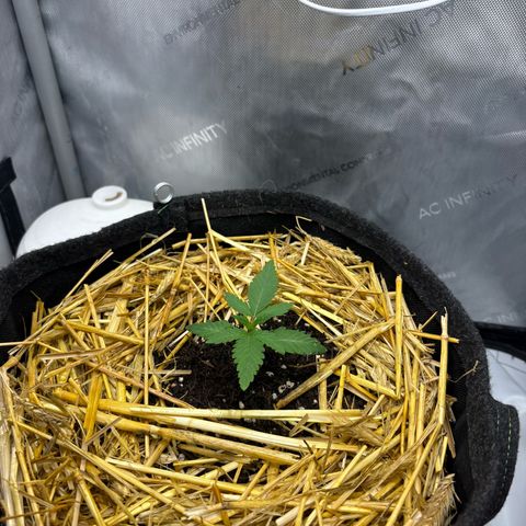 Tropicana Cherry growlog timeline photo