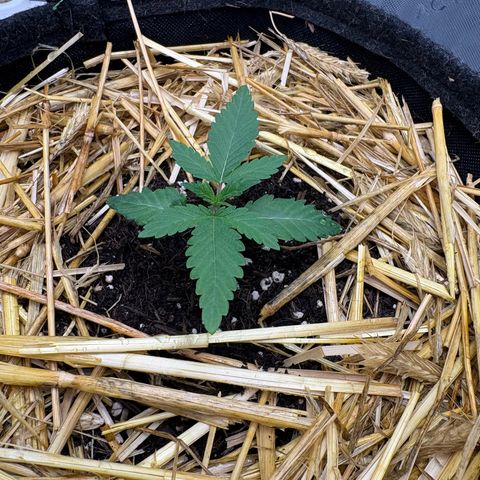 Tropicana Cherry growlog timeline photo