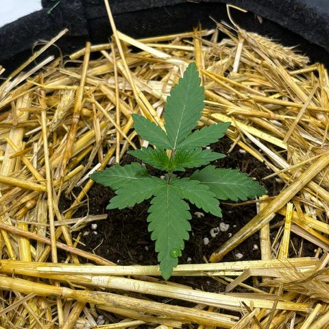 Tropicana Cherry growlog timeline photo
