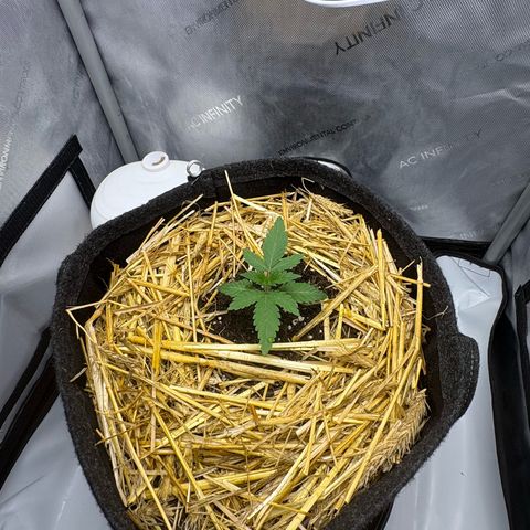 Tropicana Cherry growlog timeline photo