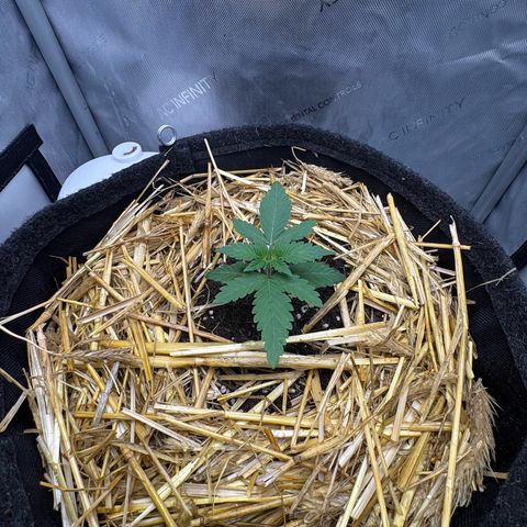 Tropicana Cherry growlog timeline photo