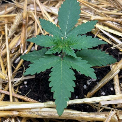 Tropicana Cherry growlog timeline photo