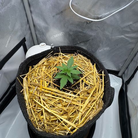 Tropicana Cherry growlog timeline photo