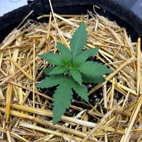 Tropicana Cherry growlog timeline photo