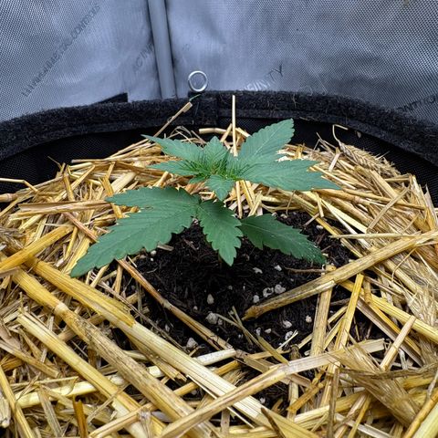Tropicana Cherry growlog timeline photo