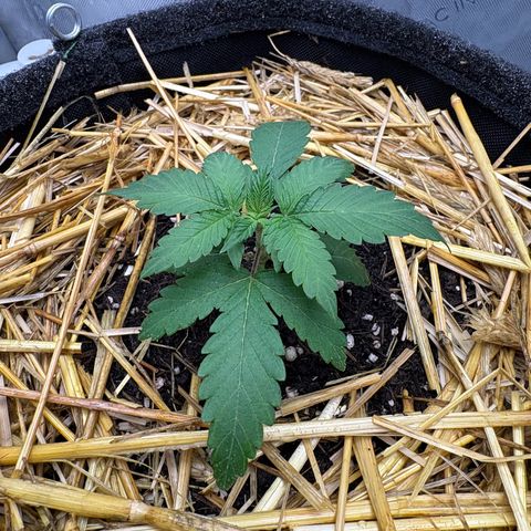 Tropicana Cherry growlog timeline photo